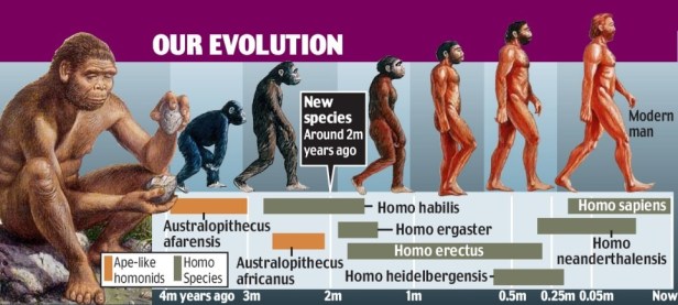 HumanEvolution1