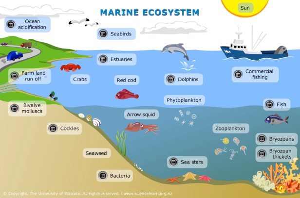 SEA_ITV_MarineEcosystems_BG-PLATE_Updated_Apr2017_FINAL
